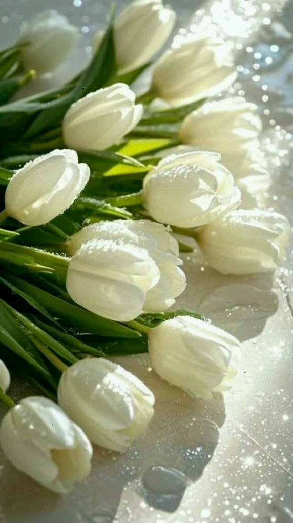 Hình nền hoa tulip đỏ thẫm với những giọt sương mai đọng lại