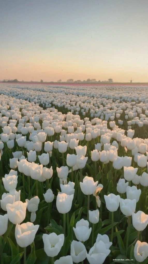 Hình nền hoa tulip nở rộ trong vườn, mang không khí thiên nhiên trong lành