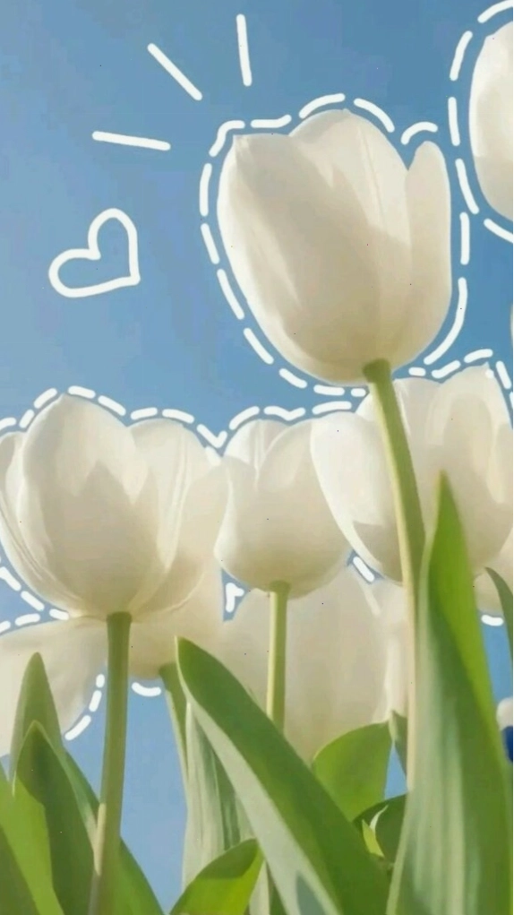 Hình nền hoa tulip rực rỡ trên nền đen tối giản cho máy tính