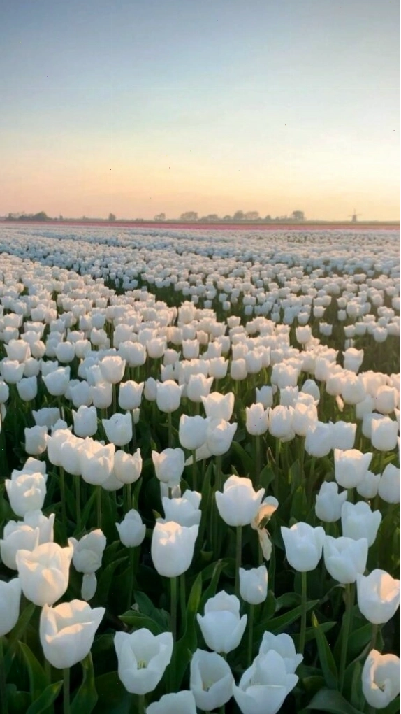 Hình nền hoa tulip tím cute với phong cách hoạt hình