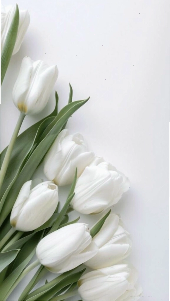 Hình nền hoa tulip tím nhạt tinh khôi, dịu dàng