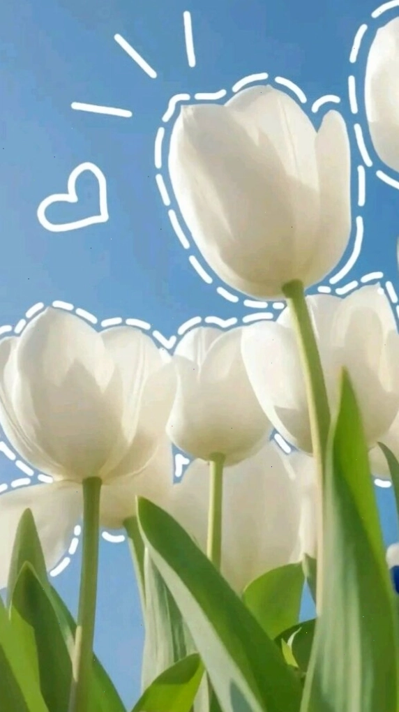Hình nền hoa tulip trắng tinh khôi, cánh mỏng manh khoe sắc