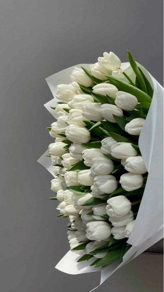 Hình nền hoa tulip trắng tinh khôi với ánh sáng dịu nhẹ