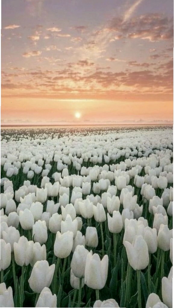 Hình nền hoa tulip trắng với ánh nắng ban mai dịu nhẹ