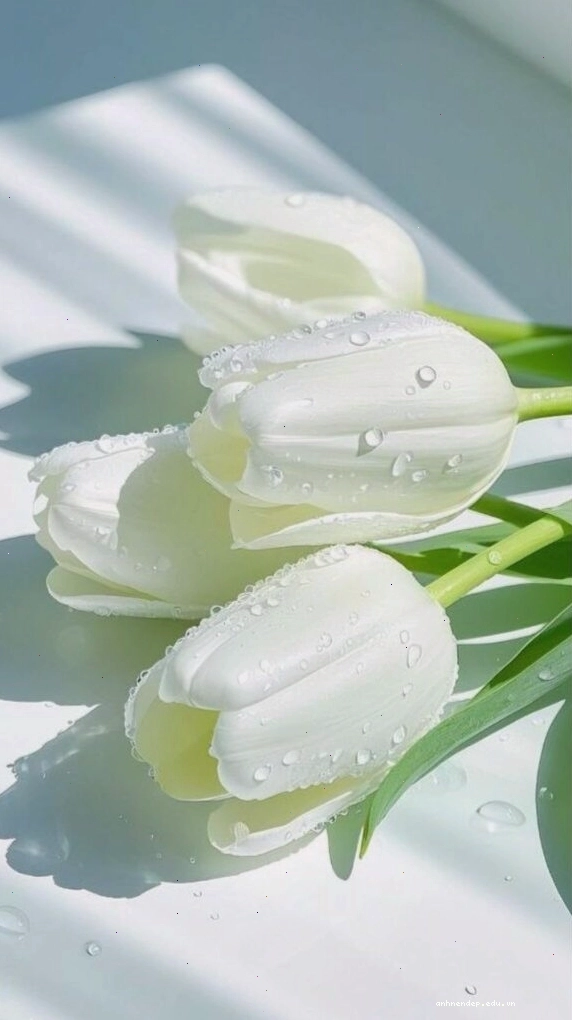 Hình nền hoa tulip trắng với nền tối tạo điểm nhấn