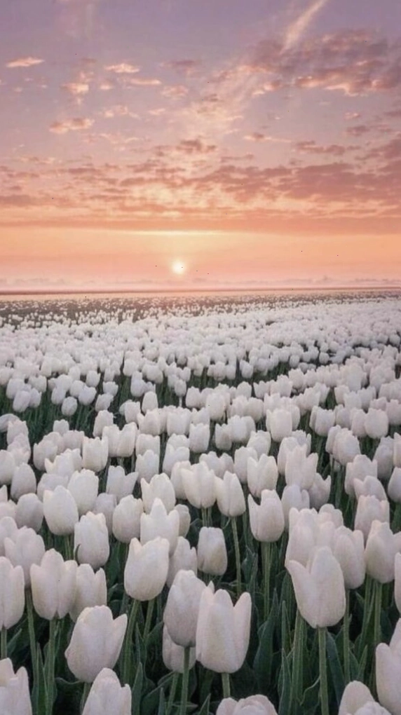 Hình nền hoa tulip vẽ theo phong cách hoạt hình dễ thương