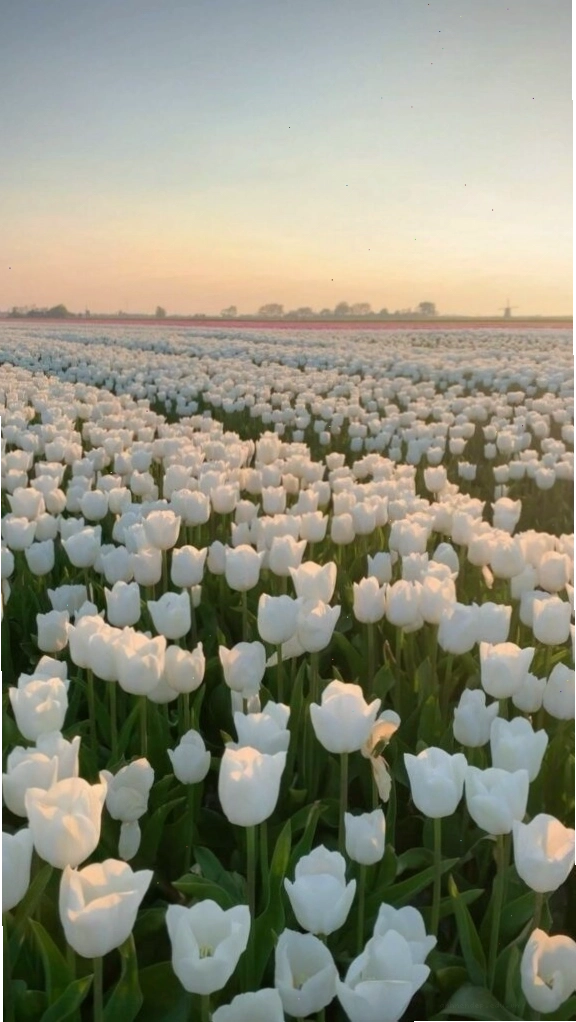 Hình nền hoa tulip xanh dương với hiệu ứng bokeh lung linh