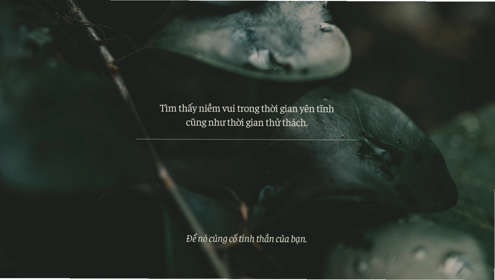 Hình nền máy tính Kitô giáo màu be, xanh lá và xanh lá đậm, ảnh làm trọng tâm, thanh lịch