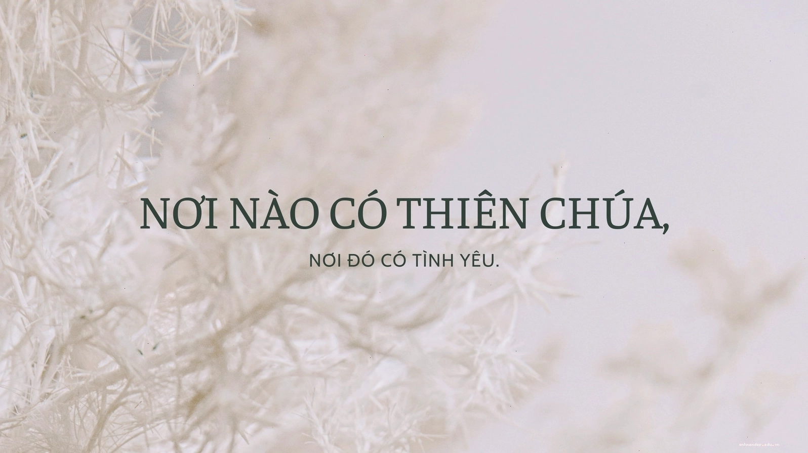 Hình nền máy tính thanh lịch với câu trích dẫn tôn giáo màu kem và xanh lá đậm