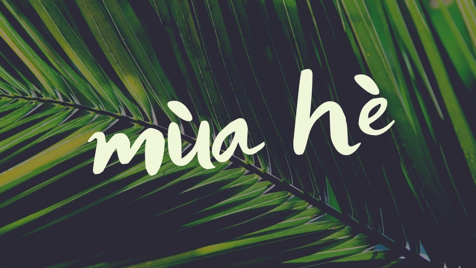 Hình nền máy tính với cây cọ và lá cây mùa hè