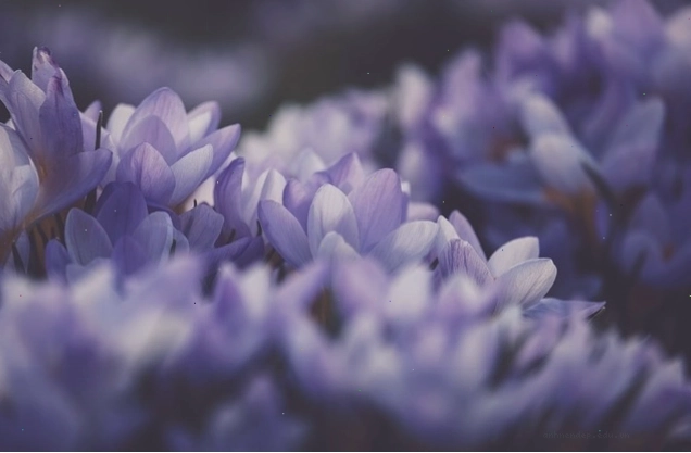 Hình nền máy tính với hoa crocus tím