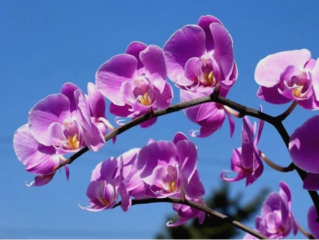Hồ điệp tím nở rộ, khoe sắc giữa khung cảnh thơ mộng