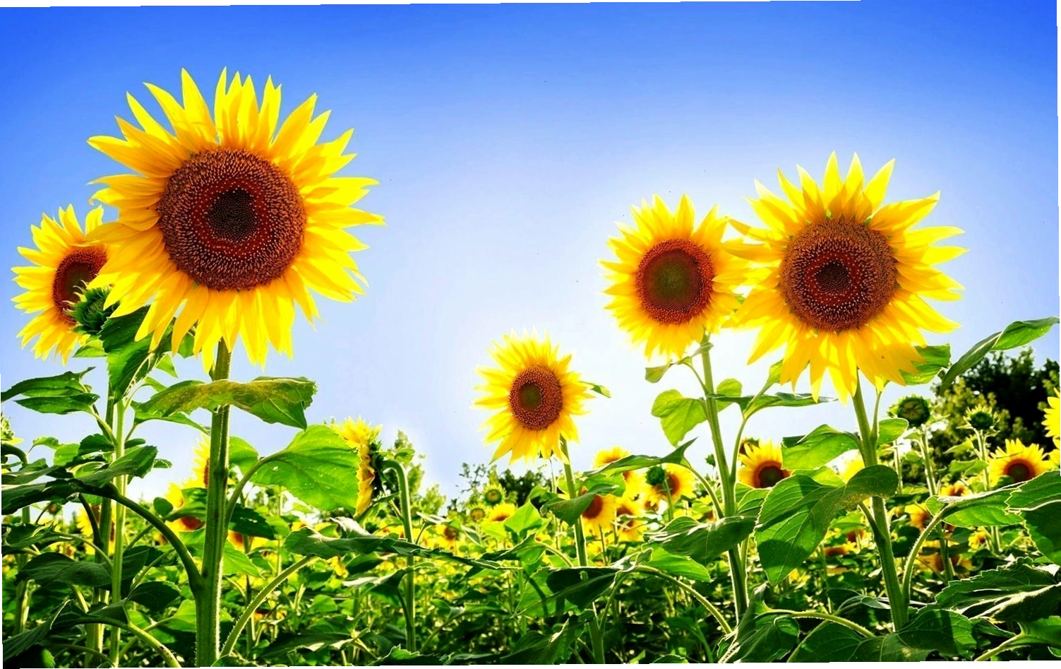 Hoa hướng dương với nhụy vàng óng ánh