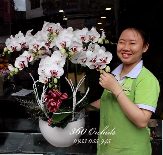 Hoa lan hồ điệp đột biến với 8 cánh, biểu tượng của sự thành công