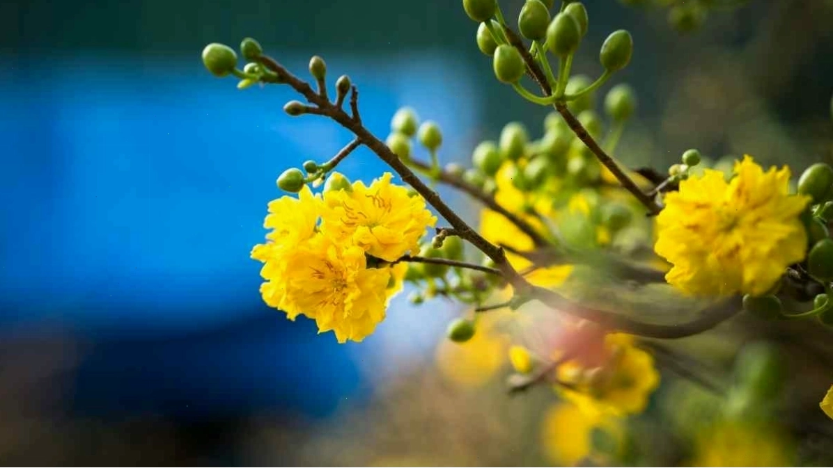 Hoa mai vàng nở trên nền tuyết trắng (phiên bản sáng tạo)