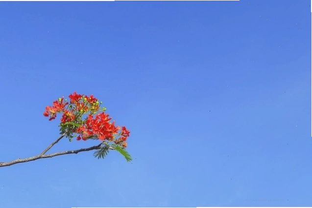 Hoa phượng đỏ trong ánh nắng