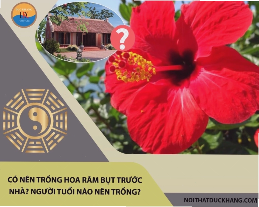 Hoa râm bụt trước nhà với sắc đỏ rực rỡ tượng trưng cho may mắn và tài lộc