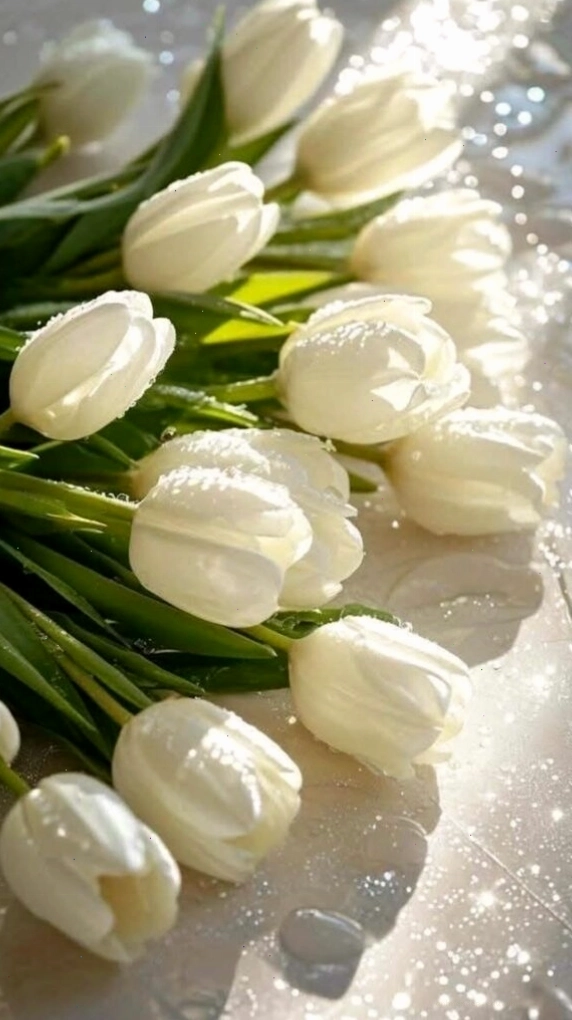 Hoa tulip tím nở rộ trong vườn, ánh nắng chiếu rọi