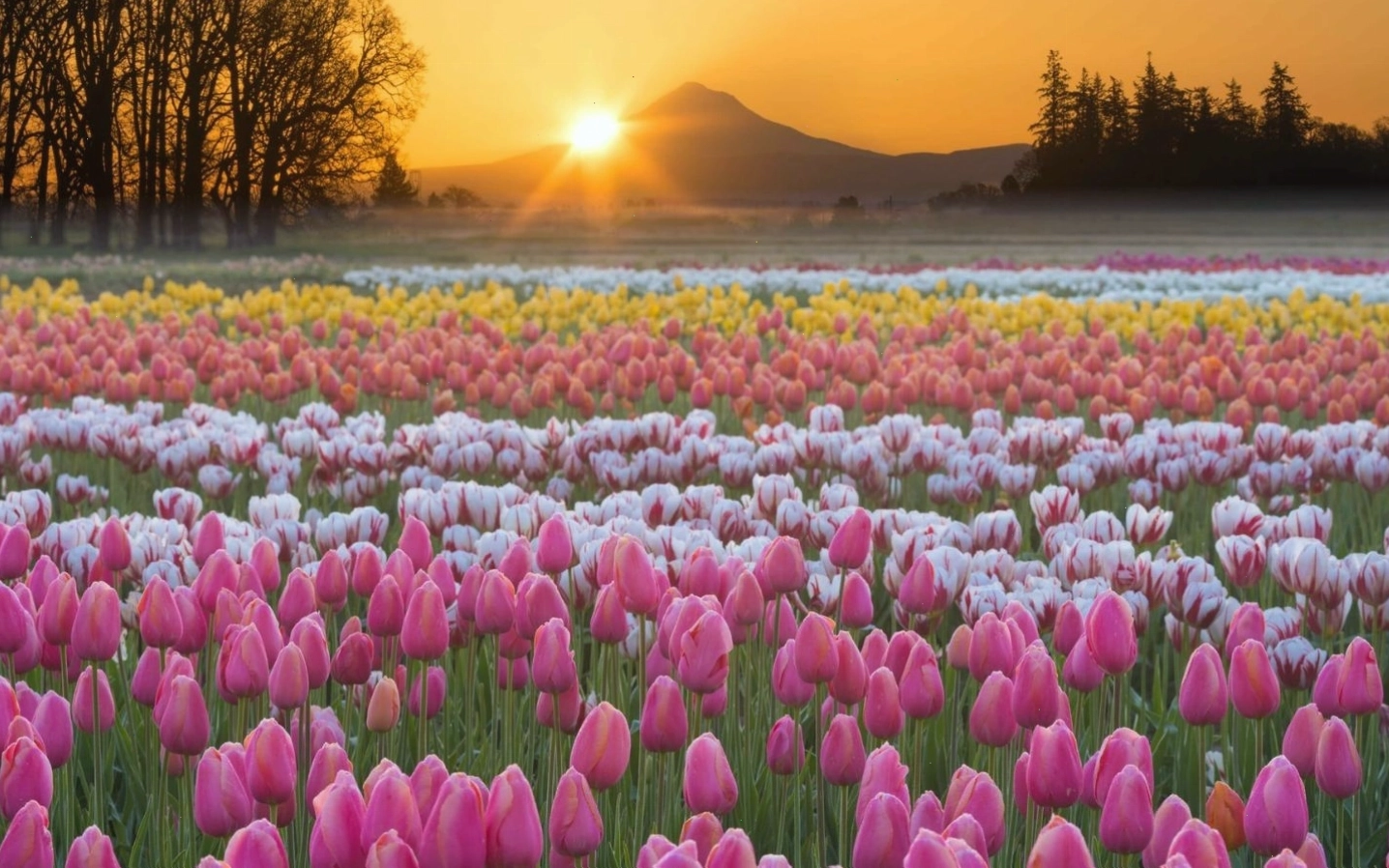 Hoa tulip với vẻ đẹp đa dạng và ý nghĩa phong phú, là biểu tượng của tình yêu và sự may mắn