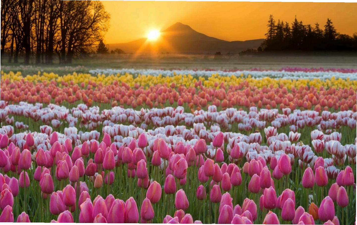 Hoa tulip, với vẻ đẹp đa dạng và ý nghĩa phong phú, là biểu tượng của nhiều điều tốt đẹp, đặc biệt là tình yêu và sự may mắn