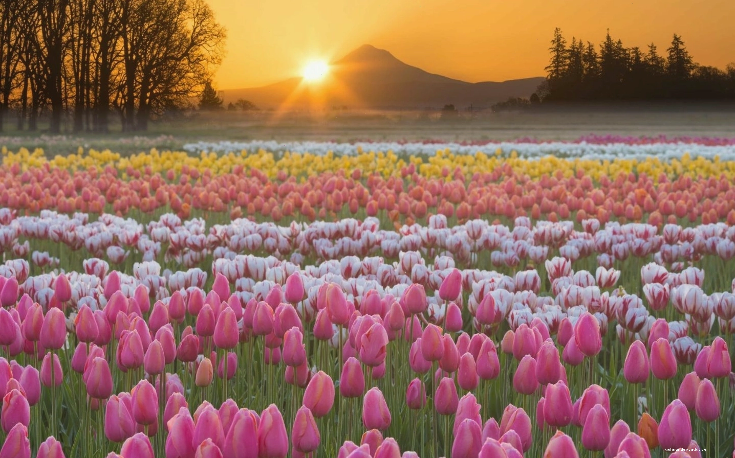 Hoa tulip, với vẻ đẹp đa dạng và ý nghĩa phong phú, là biểu tượng của nhiều điều tốt đẹp, đặc biệt là tình yêu và sự may mắn