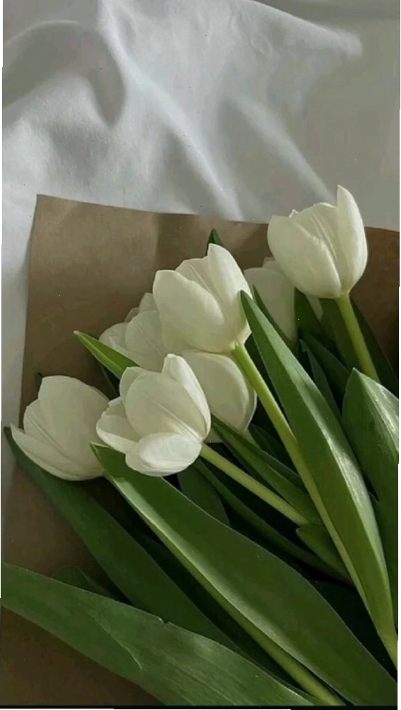 Hoa tulip xanh với những chiếc lá xanh mơn mởn