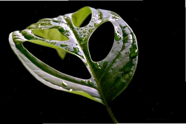 Lá Monstera xanh mướt, biểu tượng của sự phát triển
