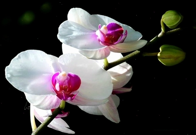 Lan hồ điệp trắng thuần khiết, toát lên vẻ đẹp trong trẻo