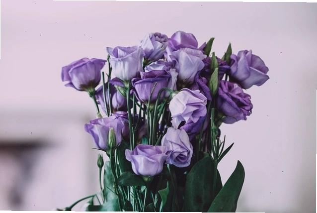 Một bó hoa hồng tím với nhiều sắc thái khác nhau
