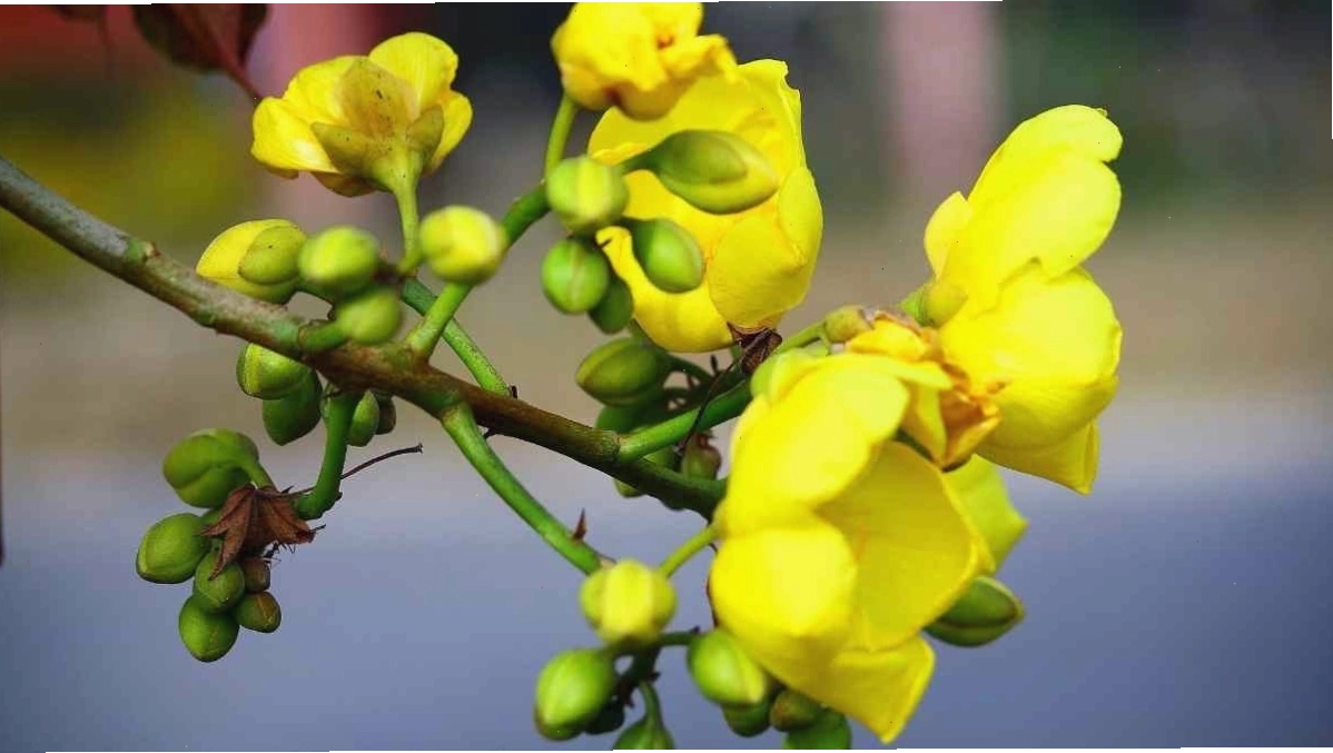 Một chậu mai lớn với nhiều hoa vàng đang khoe sắc, đặt trong không gian phòng khách ngày Tết