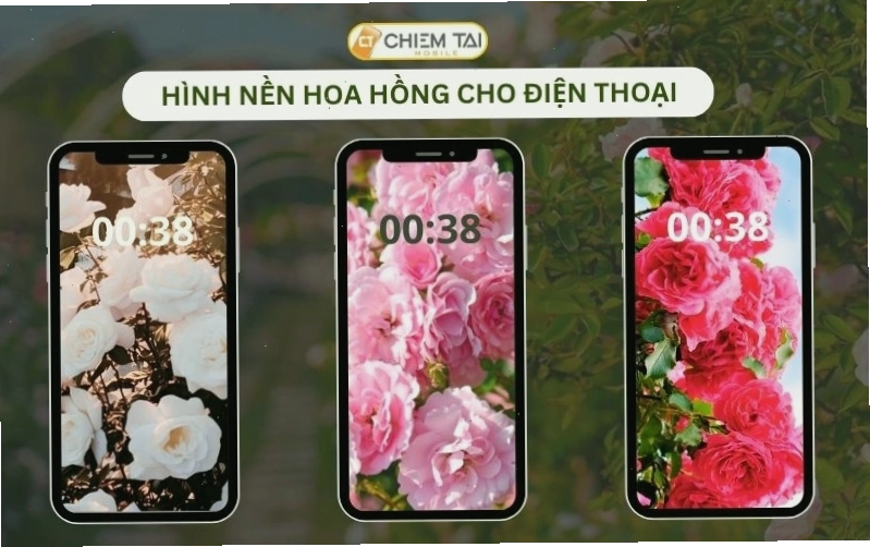 Một chùm hoa hồng trắng đang nở rộ trong ánh nắng dịu nhẹ