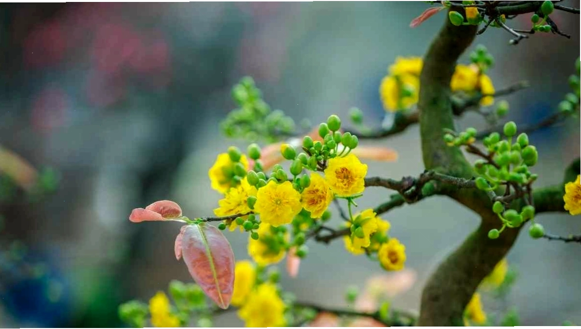 Nhiều bông hoa mai vàng nở cùng lúc trên một cành