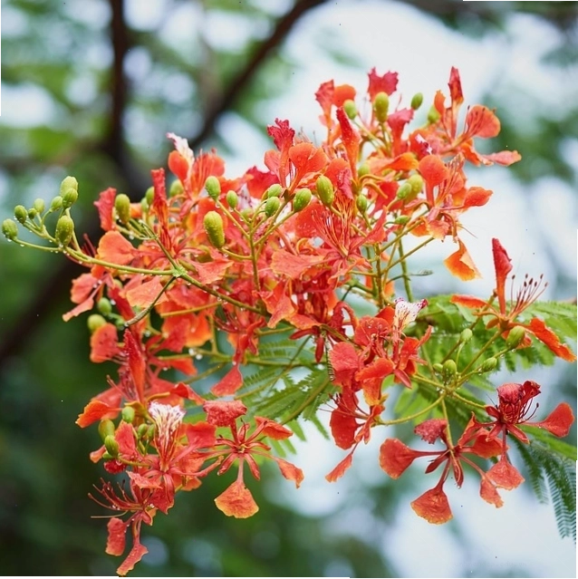 Nhiều bông hoa phượng đỏ