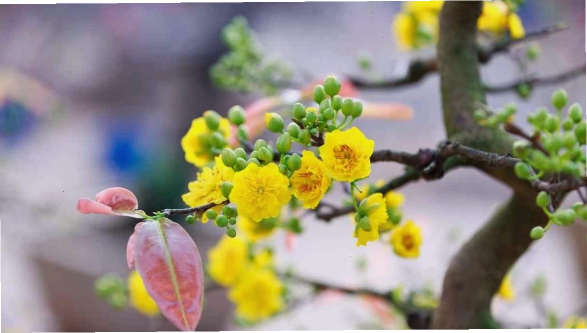 Nhiều chậu mai vàng nhỏ xinh được bày trí dọc theo lối đi, tạo không khí Tết