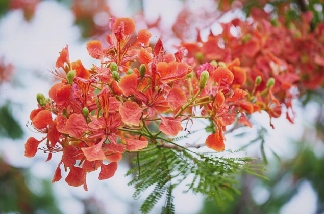 Những bông hoa phượng đỏ tươi