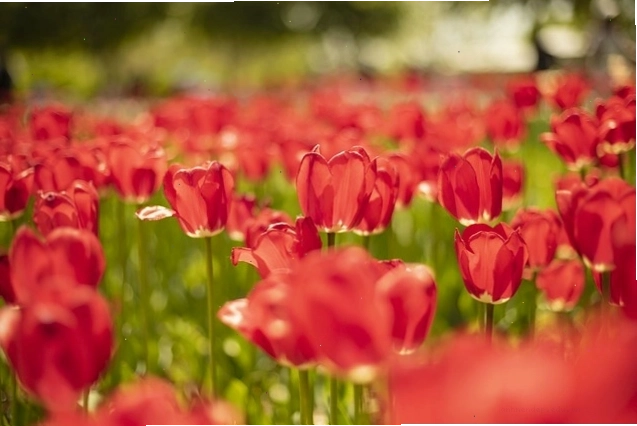 Những bông hoa tulip màu đỏ rực rỡ trong khu vườn