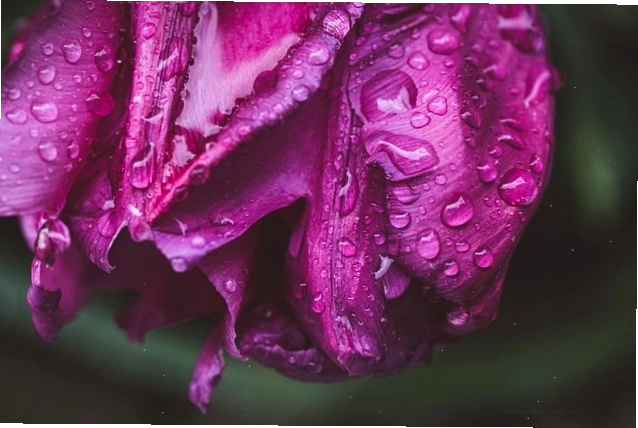 Những bông hoa tulip màu tím rực rỡ khoe sắc dưới ánh nắng