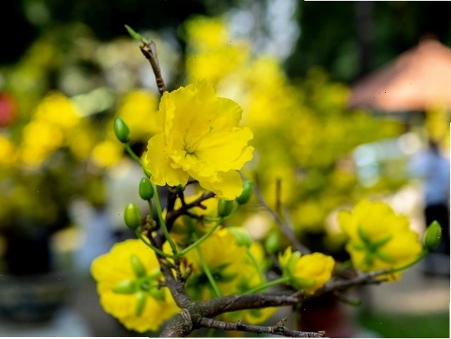 Những cánh hoa mai vàng rực rỡ trong mùa xuân