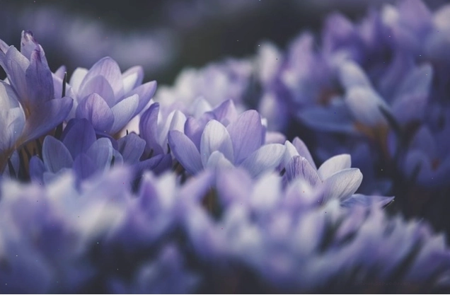 Những nụ hoa crocus màu tím nở rộ trong ánh nắng sớm