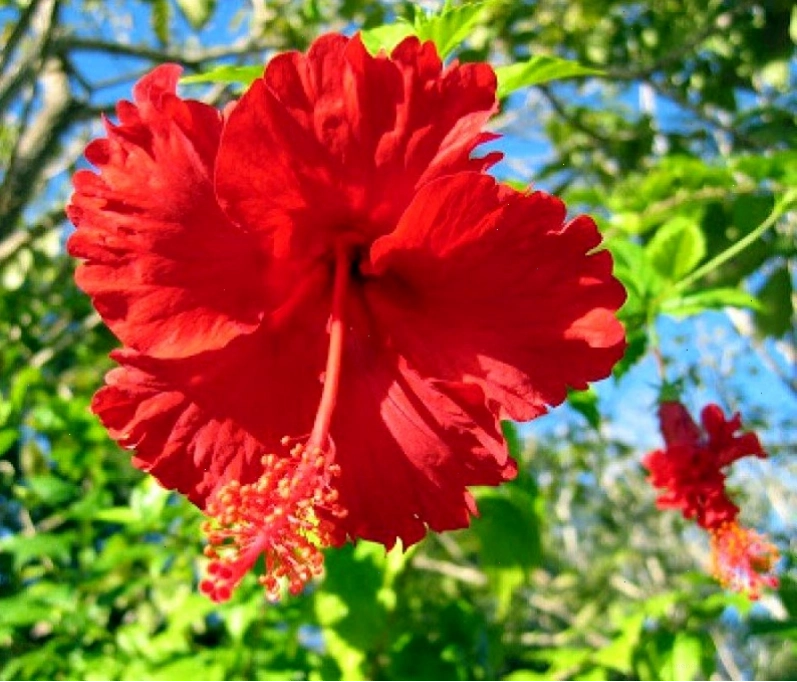 So sánh phong thủy cây rau răm và cây rau má