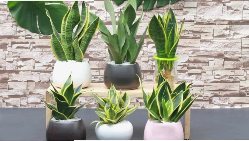 Trồng cây lưỡi hổ trong nhà cần chú ý vị trí và tình trạng cây