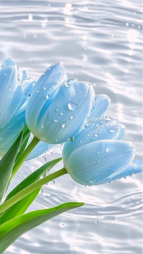 Tulip xanh nổi bật trên nền nước trong vắt, với những giọt nước đọng trên cánh hoa