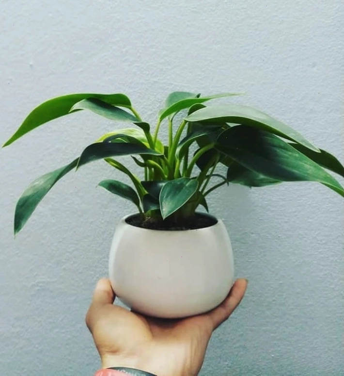 Tuổi Mậu Thìn trồng cây gì để hút tài lộc