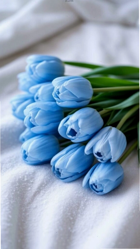 Vẻ đẹp mong manh của hoa tulip trắng trong ánh sáng tự nhiên