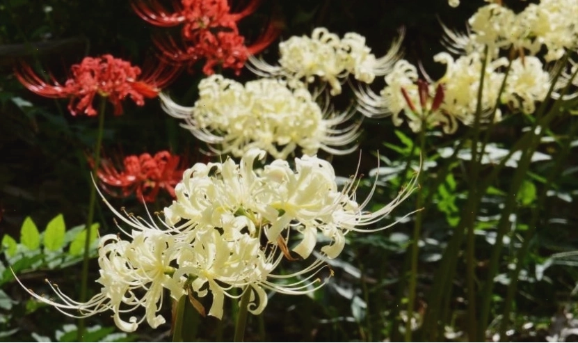 Wallpaper rừng hoa bỉ ngạn đỏ trắng 4K