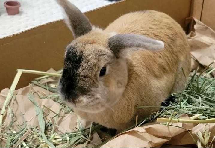 A large rabbit dig box filled with shredded paper and hidden treats