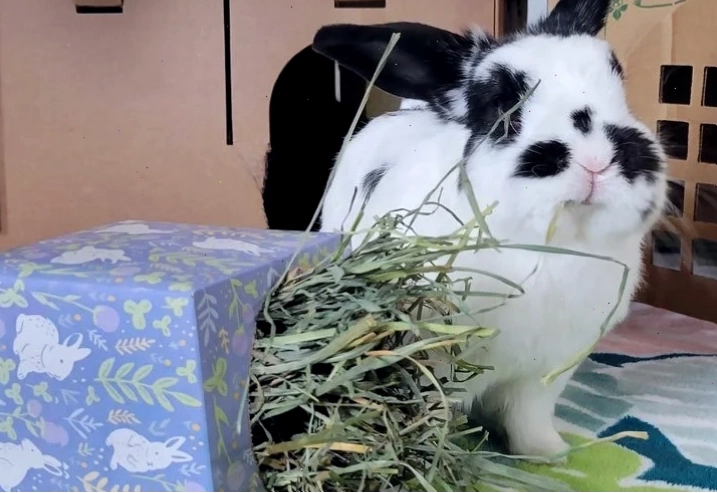 DIY rabbit toy made from a tissue box stuffed with hay