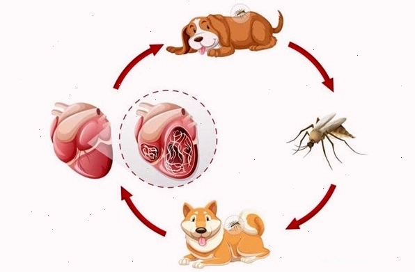 Chăm sóc chó định kỳ tại phòng khám thú y