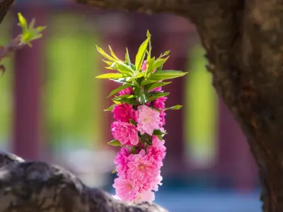 115+ ảnh hoa đào đỏ cuốn hút mang ý nghĩa may mắn đầu năm