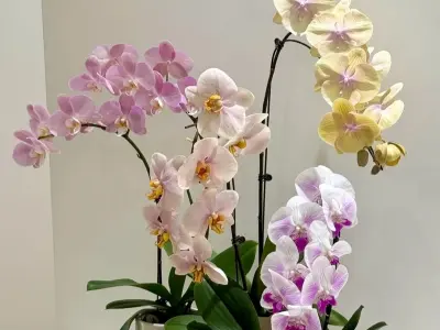 99+ Hình nền hoa lan hồ điệp đẹp tinh tế cho màn hình